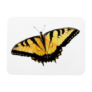 Koelkast Tiger Swallowtail Butterfly Magneet