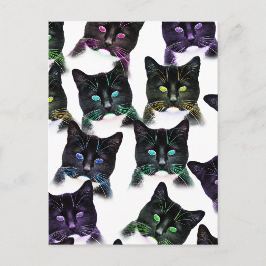 Koelkatten Briefkaart (Voorkant)
