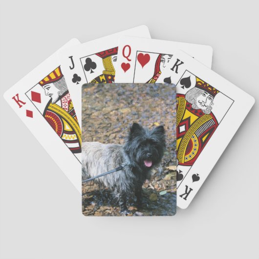 Koelkooi Pokerkaarten (Achterkant)