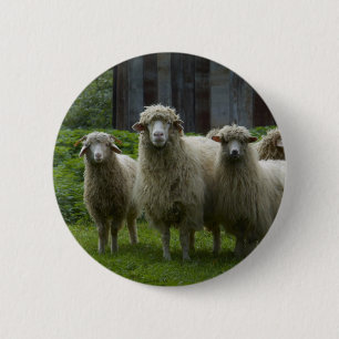 Koelkudde van schapen   Farmland Ronde Button 5,7 Cm
