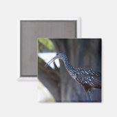 Koereiger, De Huilende Vogel Magneet (Voorkant / Achterkant)