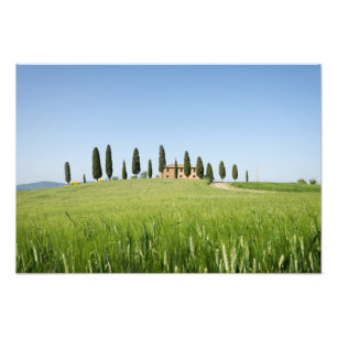 Koeshuis in Toscane met cyperdruk Foto Afdruk