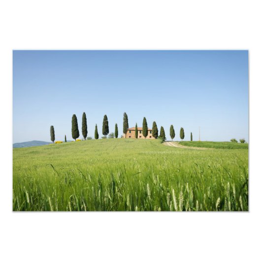 Koeshuis in Toscane met cyperdruk Foto Afdruk (Voorkant)