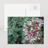 Koessol-roos Briefkaart (Voorkant / Achterkant)