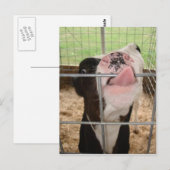 KoeTongue Briefkaart (Voorkant / Achterkant)