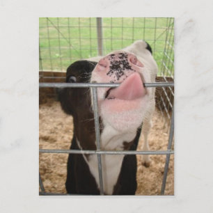 KoeTongue Briefkaart