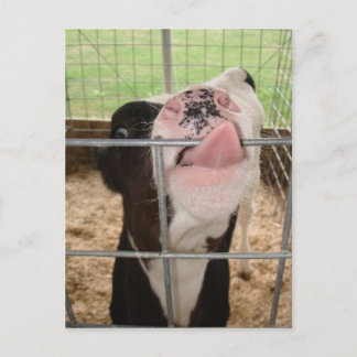 KoeTongue Briefkaart