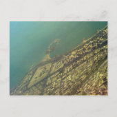 Koeweitstad, Groen eiland, uitzicht van vogelogen Briefkaart (Voorkant)