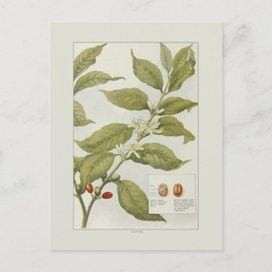 Koffie Briefkaart (Voorkant)