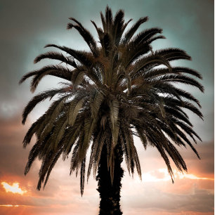 Koffie-Mok Mijn beste levenspalmboom en zonsonderg Mok