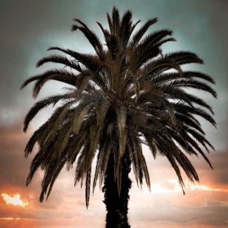 Koffie-Mok Mijn beste levenspalmboom en zonsonderg Mok