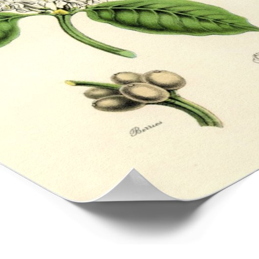  koffie-Plant Poster (Hoek)