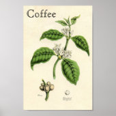  koffie-Plant Poster (Voorkant)