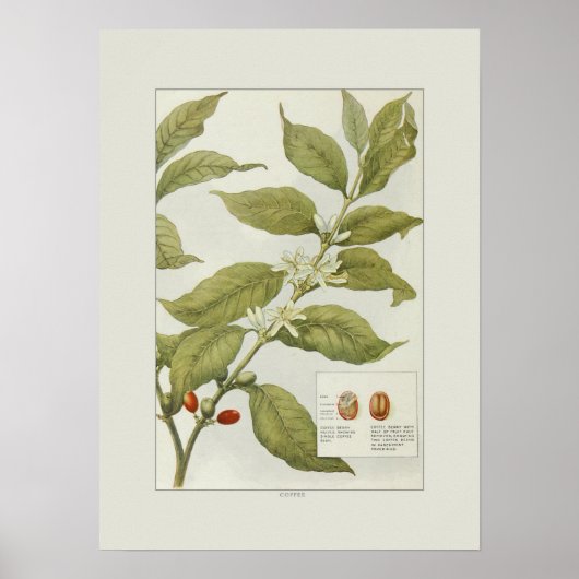 Koffie Poster (Voorkant)