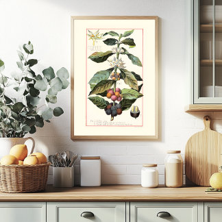 KOFFIE - VINTAGE BOTANISCHE ILLUSTRATIE POSTER