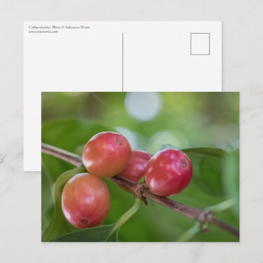 koffiebessen briefkaart (Voorkant / Achterkant)