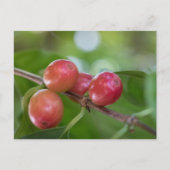 koffiebessen briefkaart (Voorkant)