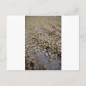 Koffiebonen Briefkaart (Voorkant)