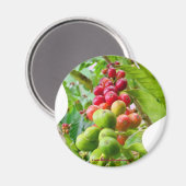 Koffieboom magneet (Voorkant / Achterkant)