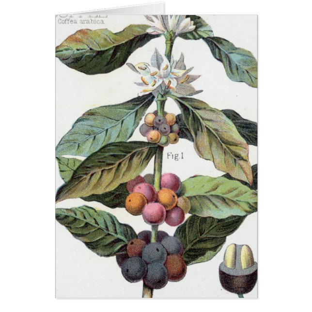  koffieboon artwork (Voorkant)