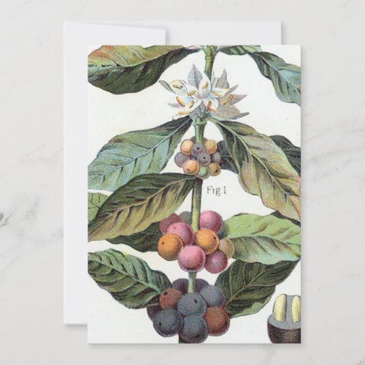 koffieboon artwork kaart (Voorkant)