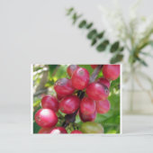 Koffiekersen Briefkaart (Staand voorkant)