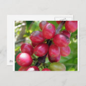 Koffiekersen Briefkaart (Voorkant / Achterkant)