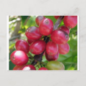 Koffiekersen Briefkaart (Voorkant)