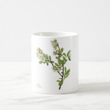 Koffiemok met blauwebes bloesem