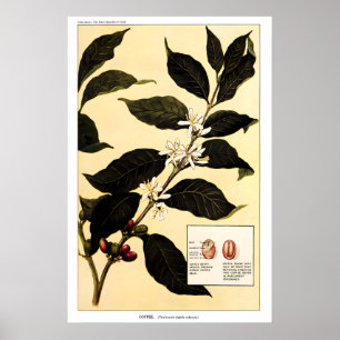 Koffieplant 1923 POSTERPRINT Vintage Botanisch Poster