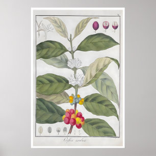Koffieposter Botanische Print Arabica Art Cafe