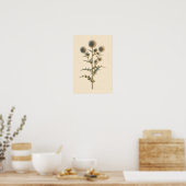 Kogelbloem Botanische Studie | 12 × 18 Poster (Keuken)