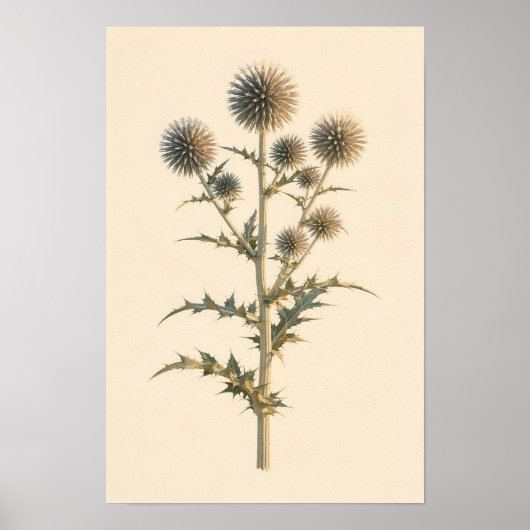 Kogelbloem Botanische Studie | 12 × 18 Poster (Voorkant)