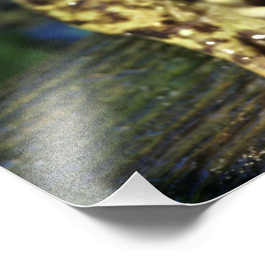 Kogelkikker. Foto Afdruk (Hoek)