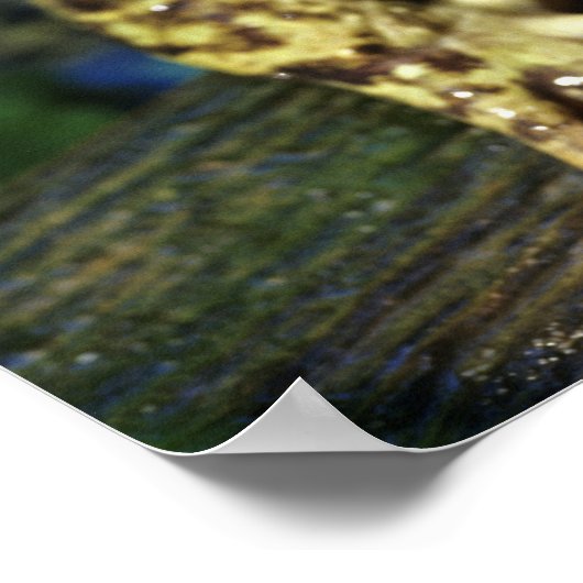 Kogelkikker. Poster (Hoek)