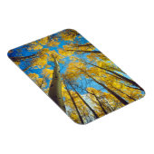 Kogelkleuren van Aspen-bomen 2 Magneet (Rechterzijde)