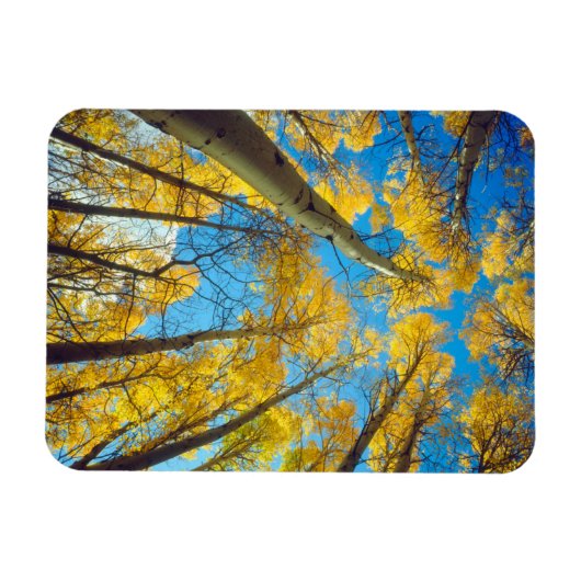 Kogelkleuren van Aspen-bomen 2 Magneet (Horizontaal)