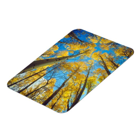 Kogelkleuren van Aspen-bomen 2 Magneet (Linkerzijde)
