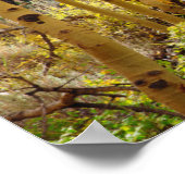 Kogelkleuren van Aspen-bomen 3 Poster (Hoek)