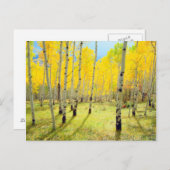 Kogelkleuren van Aspen-bomen 4 Briefkaart (Voorkant / Achterkant)