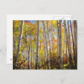 Kogelkleuren van Aspen-bomen 5 Briefkaart (Voorkant / Achterkant)