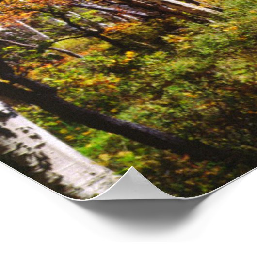 Kogelkleuren van Aspen-bomen 5 Poster (Hoek)