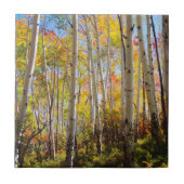 Kogelkleuren van Aspen-bomen 5 Tegeltje (Voorkant)