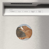 Kogelknokheid Magneet (Insitu (Vaatwasser))