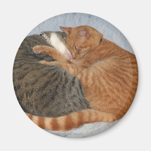 Kogelknokheid Magneet (Voorkant)