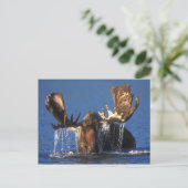 Kogelmolen in de vijver van Alaskan-toendra Briefkaart (Staand voorkant)