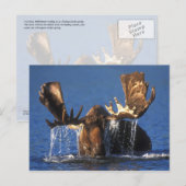 Kogelmolen in de vijver van Alaskan-toendra Briefkaart (Voorkant / Achterkant)