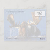 Kogelmolen in de vijver van Alaskan-toendra Briefkaart (Achterkant)