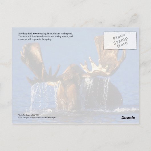 Kogelmolen in de vijver van Alaskan-toendra Briefkaart (Achterkant)