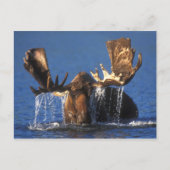 Kogelmolen in de vijver van Alaskan-toendra Briefkaart (Voorkant)